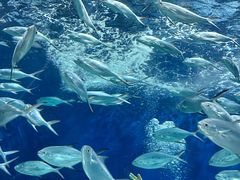 -上海海洋水族馆