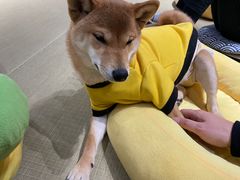 -逗柴咖啡屋·狗咖猫咖宠物桌游
