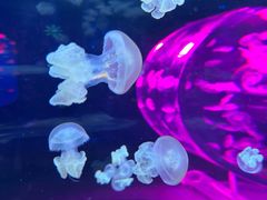 -暹罗海洋世界