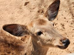 -石家庄市动物园