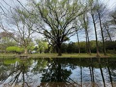 -上海共青森林公园