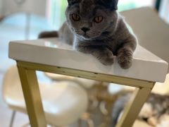 -飞行喵MR PILOT|猫舍·猫咖(静安大融城店)