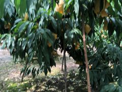 -南汇新场正宗水蜜桃采摘