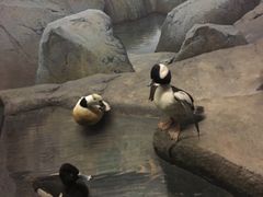 -美国自然历史博物馆