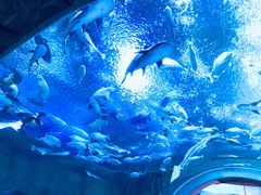 -成都浩海立方海洋公园