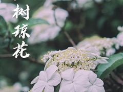 -南京古林公园
