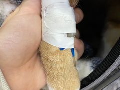 -伟伟宠物医院·CT影像中心·瑞派犬猫综合性门诊(汉口总院)