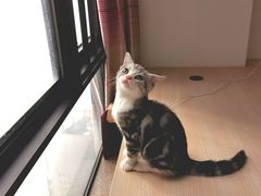 -袖虎·猫馆(体育西路店)