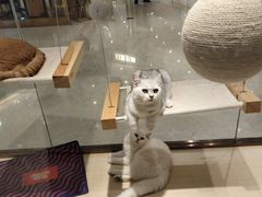 -momokira米努特·德文卷毛猫·棉花面纱犬