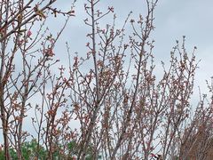 -观澜湖生态运动公社
