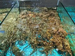 -荔城生鲜盛宴(番禺旗舰店)
