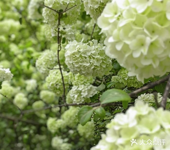 铁山坪森林公园图片