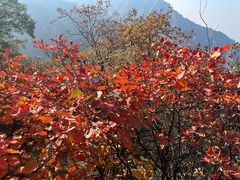 -秦岭终南山世界地质公园翠华山景区