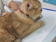 -博特宠物医院24h犬猫全科.骨科·异宠