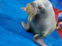 -烟台海昌鲸鲨海洋公园