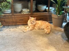 -自由生长植物工作室(深港花卉中心店)