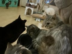-萌喵咖啡屋(人民东路4号口M16商铺店)