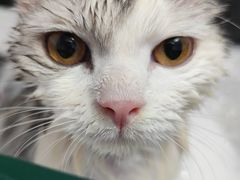 -博特宠物医院24h犬猫全科.骨科·异宠