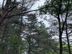 -帽儿山国家森林公园