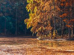 -上海海湾国家森林公园