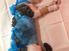 -瑞派福兴宠物医院犬猫全科·骨科·中西医结合(河东店)