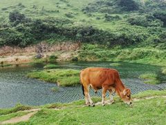 -大姆山草场