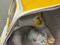 -北京观赏动物医院·24小时大型综合·猫专科·异宠专科