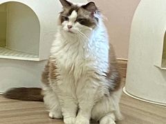 -酷豆宠物咖啡·宠物美食·撸猫馆