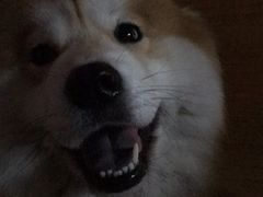 -爱侣宠医·鹦鹉专科·小型哺乳类·异宠专科(灵石路店)