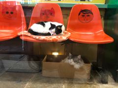 -猫咪博物馆(顶澳仔猫街店)