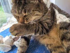 -艾贝尔宠物医院 ·内科全科(梁溪路店)