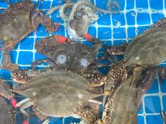 -宾朋海鲜特色美食餐厅·纯手工鲅鱼水饺(兴海路店)