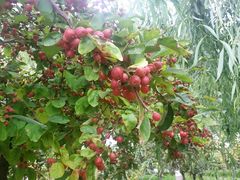 -大兴滨河森林公园