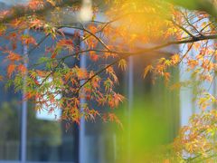 -贡湖湾湿地公园