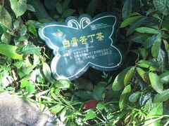 -呀诺达热带雨林