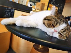-瞄一喵猫咖(格力海岸店)