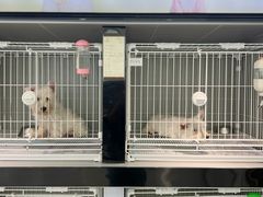 -翊宠yipet猫狗购宠庄园犬舍•猫舍