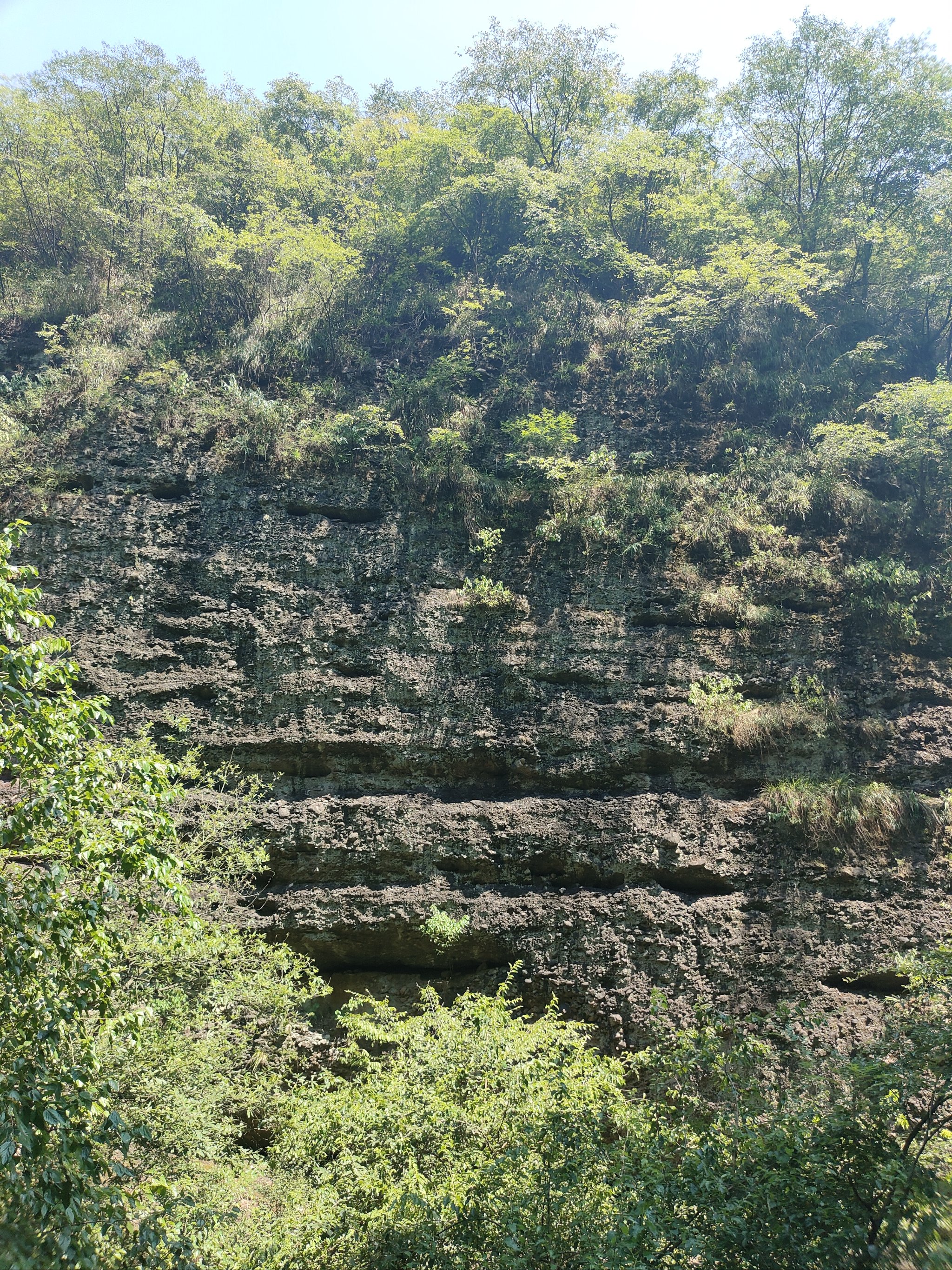 山顶绿意浓浓哒