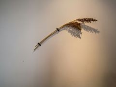 -山杏yama-katsu·吉列炸物