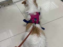 -申普宠物医院·心脏介入·心血管微创(总院)