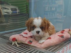 -FAELING PETS美天灵宠物(合生汇店)