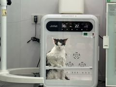 -爱洗澡的猫(望京店)