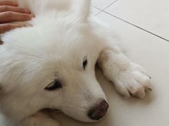 -怪兽屋·羊驼·猫咖·狗咖(俊华广场店)