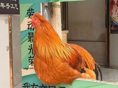 -吉英盐焗鸡(文中路店)