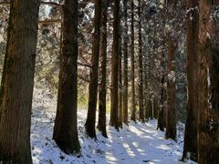 -庐山风景区花径公园