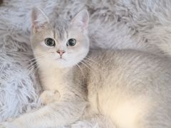 -lincat·猫舍(广州店)