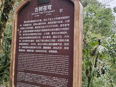 -龙苍沟森林公园