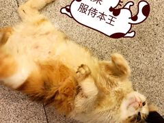 网红招财猫-宏玲餐厅(四川南路店)