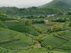-龙坞茶村