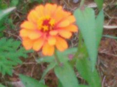 -郑贵初烧烤·烤凤爪的发明者(王家湾店)